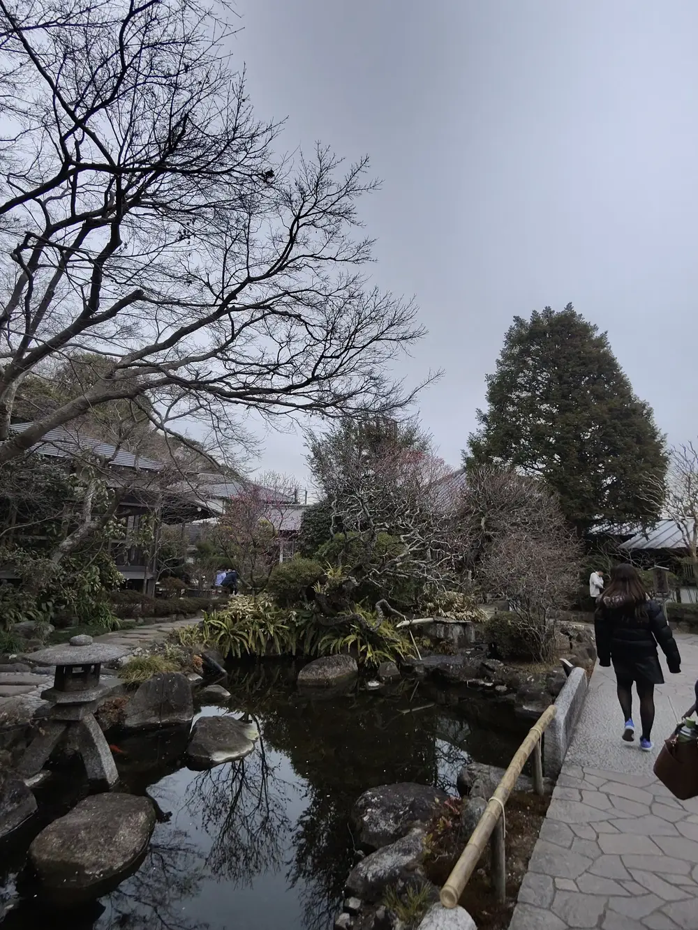 hasedera
